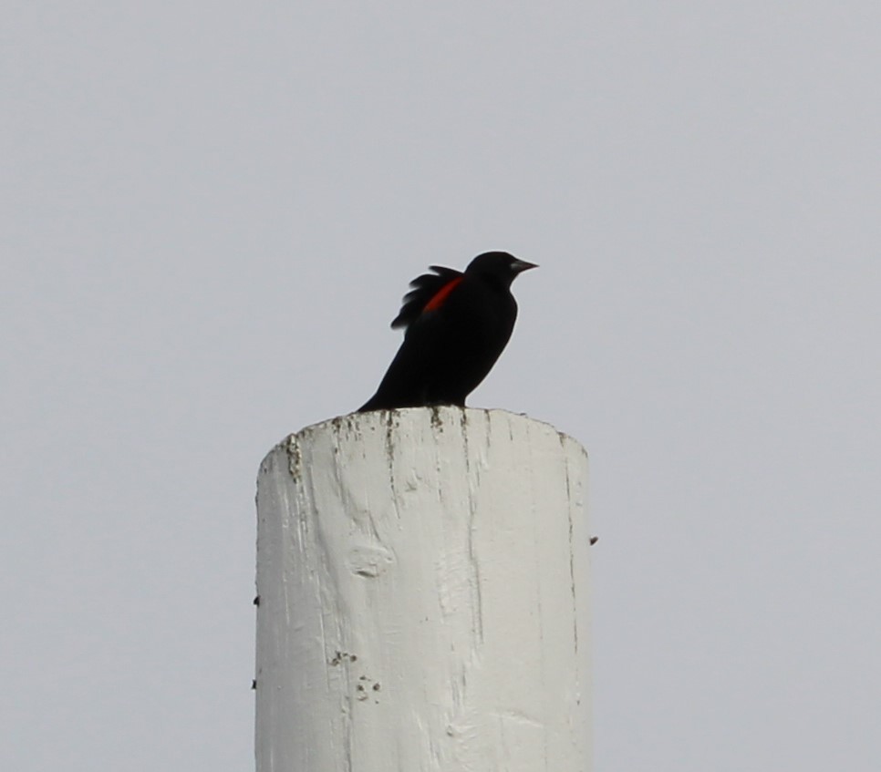 Red-winged Blackbird (California Bicolored) - ML620679390