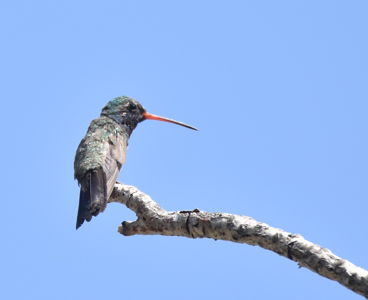 kolibřík širokozobý - ML620679395