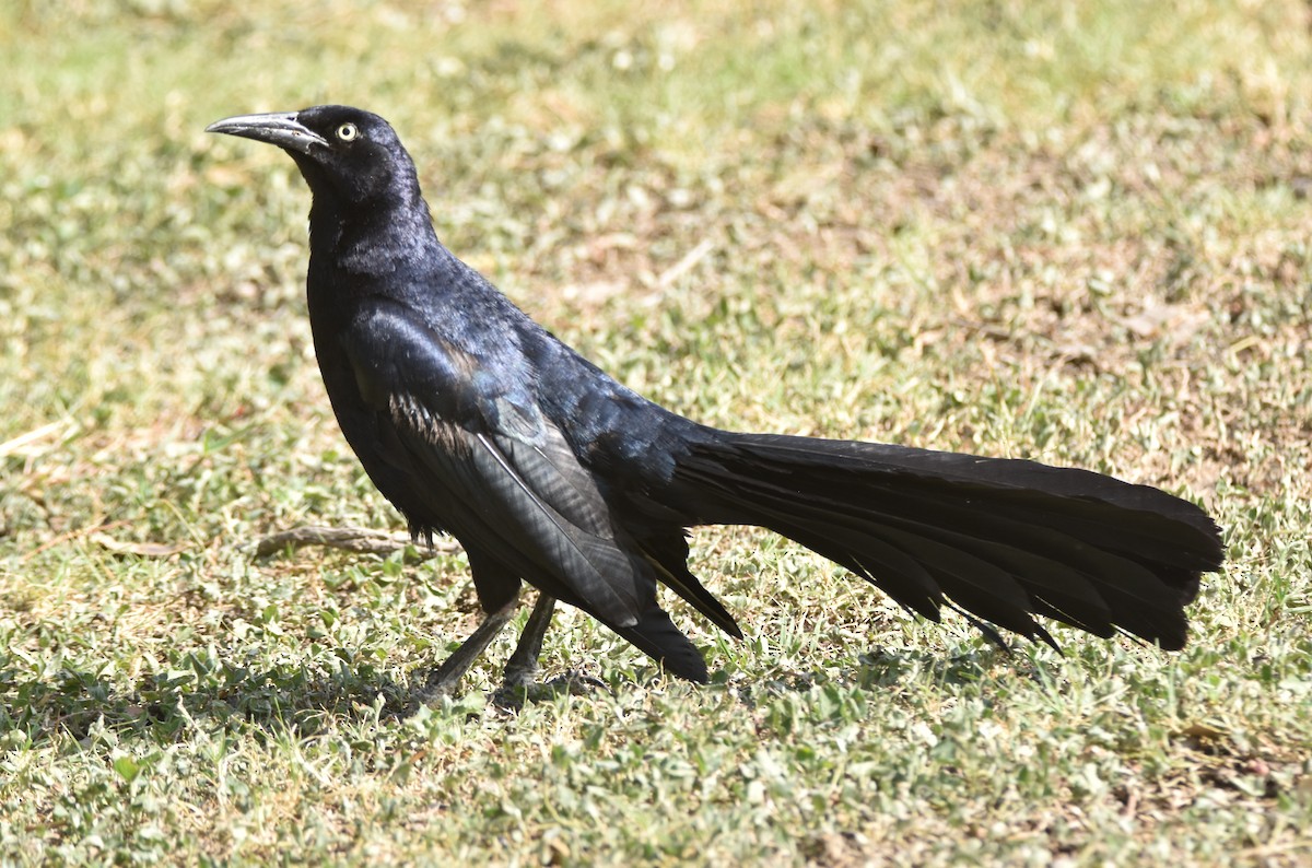 Great-tailed Grackle - ML620679396