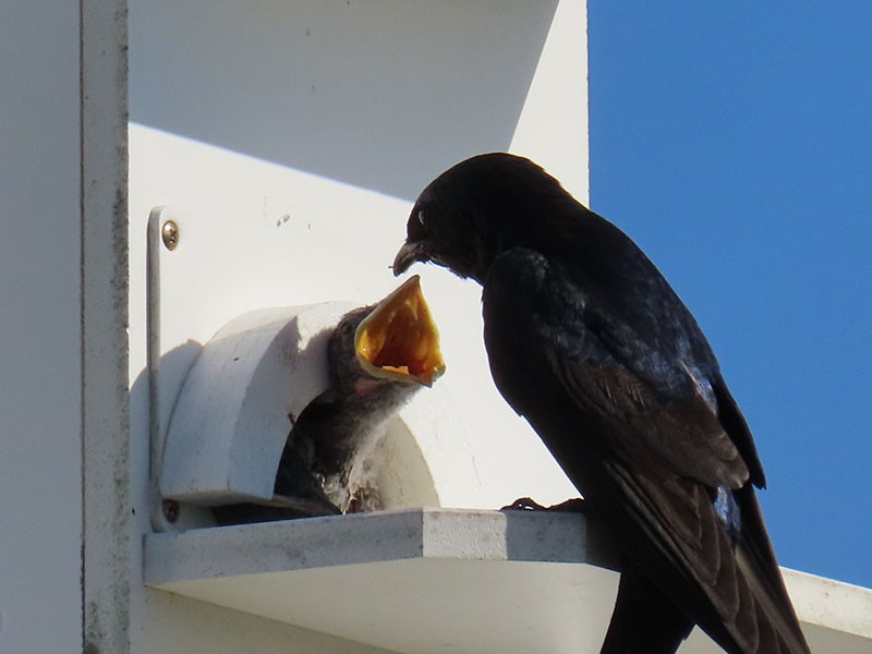 Purple Martin - ML620679400