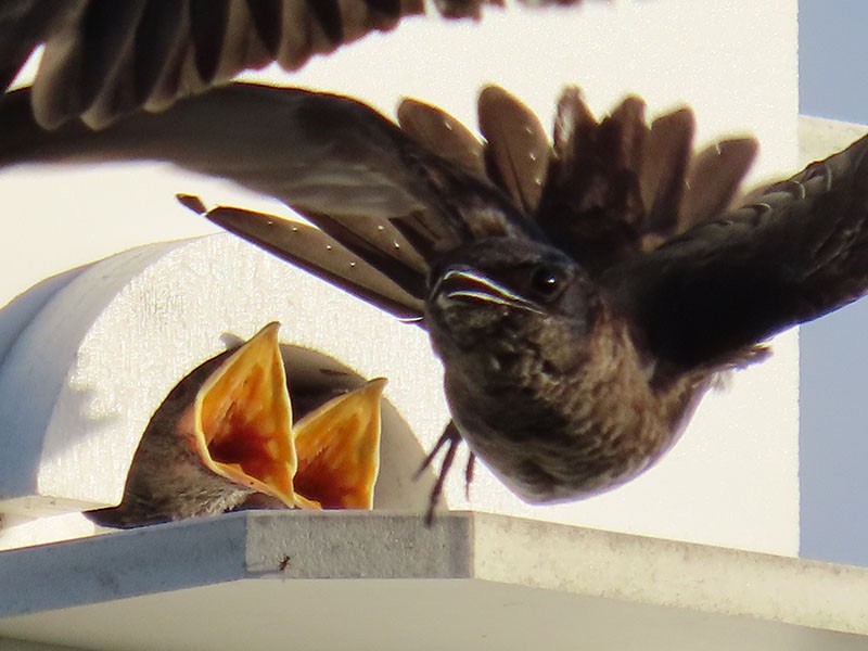 Purple Martin - ML620679401