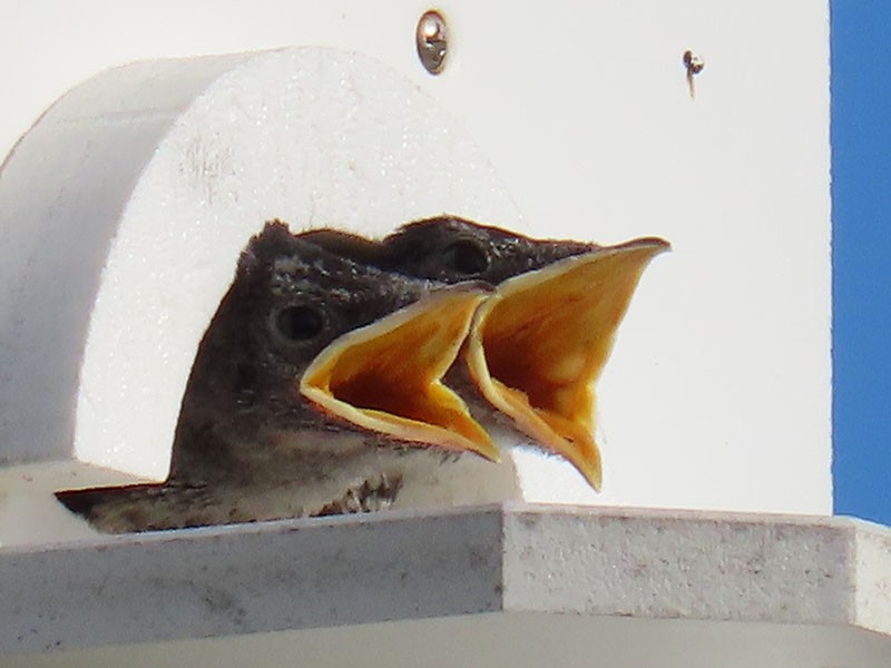 Golondrina Purpúrea - ML620679402