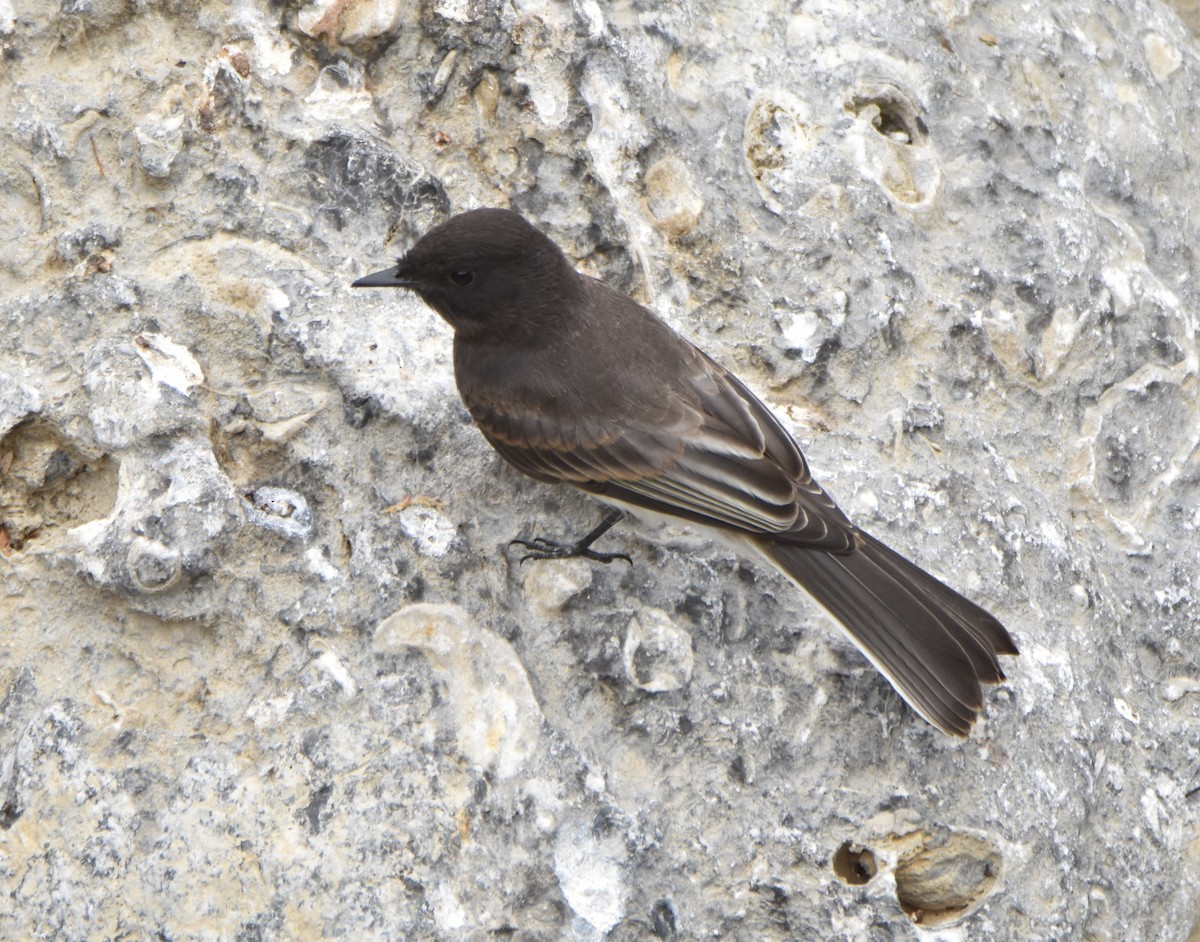 Black Phoebe - Leonardo Guzmán (Kingfisher Birdwatching Nuevo León)