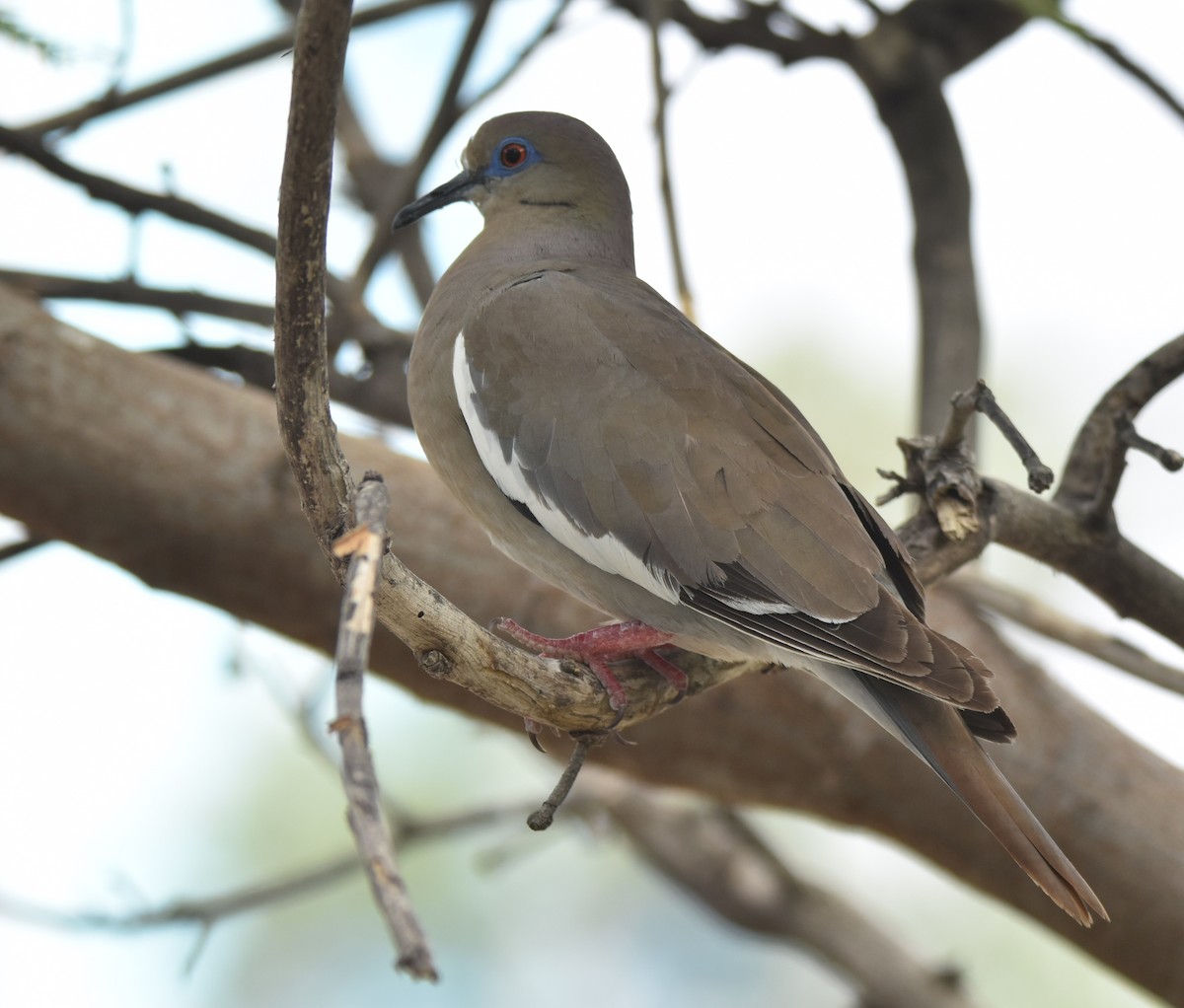 White-winged Dove - ML620679412