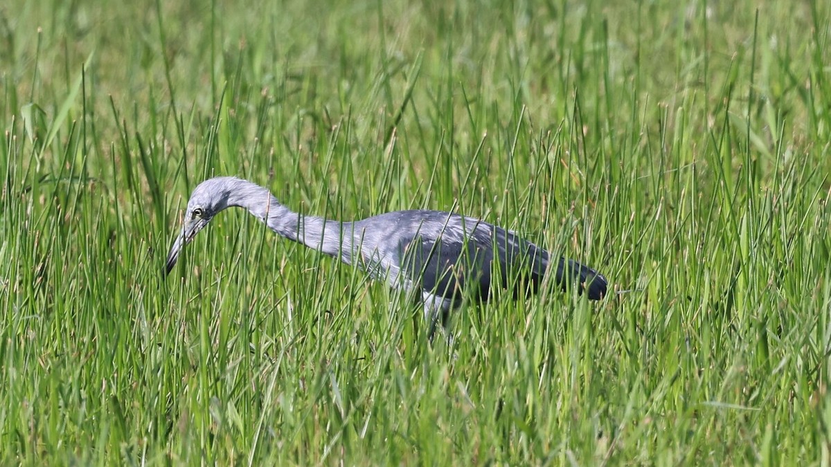 Little Blue Heron - ML620679414