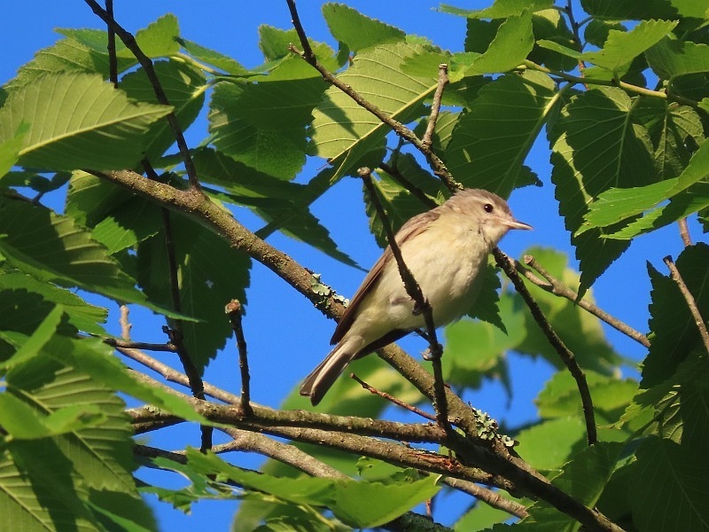 Warbling Vireo - ML620679417