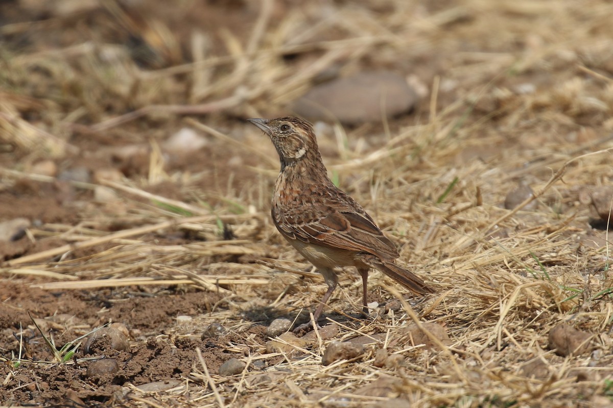 Rufous-naped Lark - ML620679427