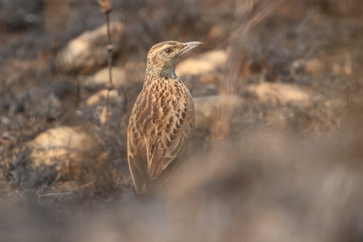 Rufous-naped Lark - ML620679429