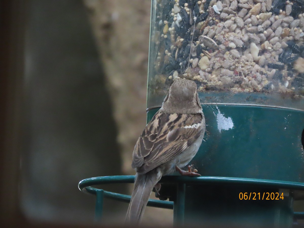 House Sparrow - ML620679430