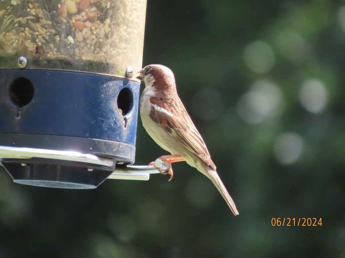 Moineau domestique - ML620679431