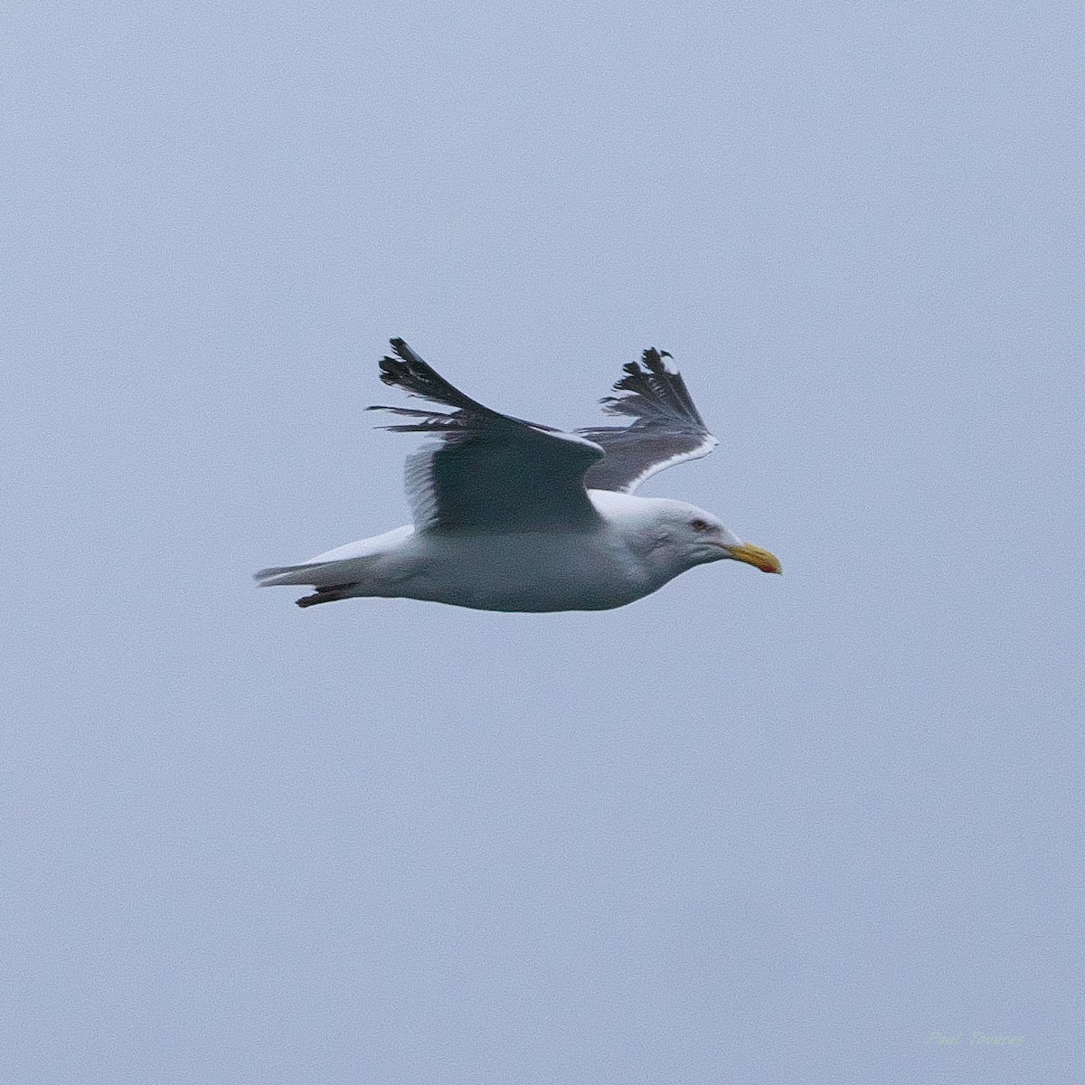 Slaty-backed Gull - ML620679432