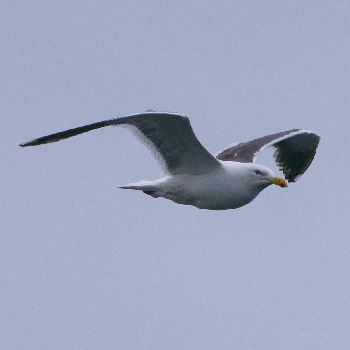 Slaty-backed Gull - ML620679433