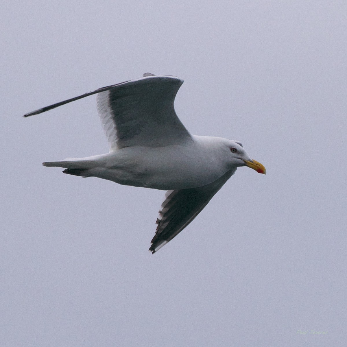 Slaty-backed Gull - ML620679434