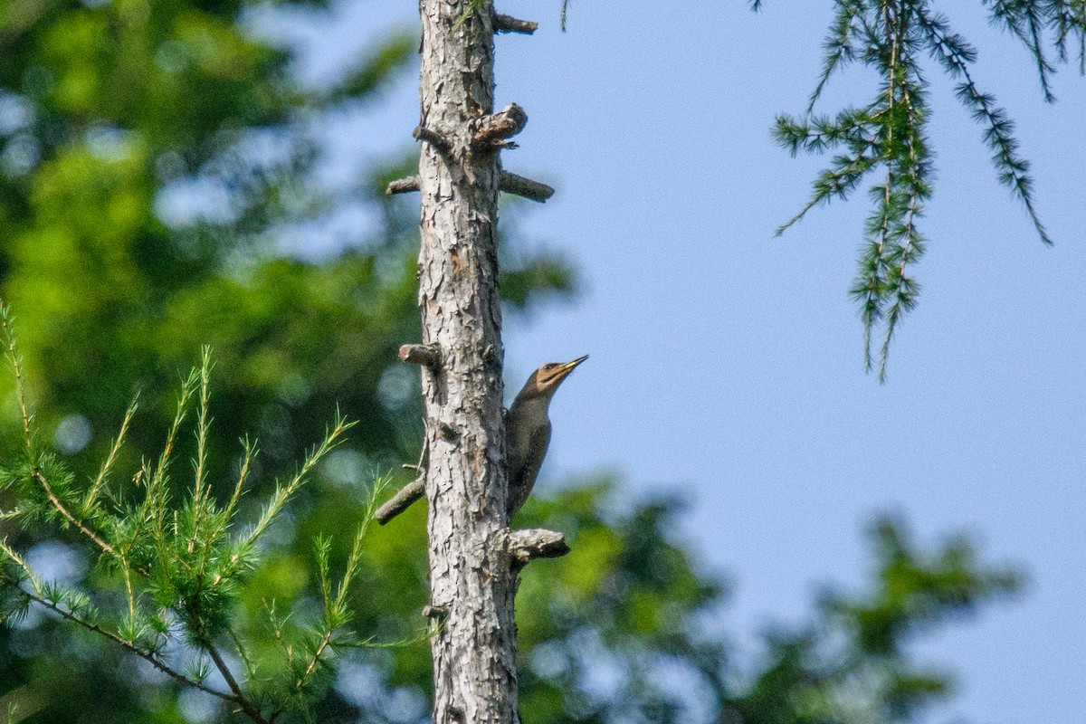 Gray-headed Woodpecker - ML620679436