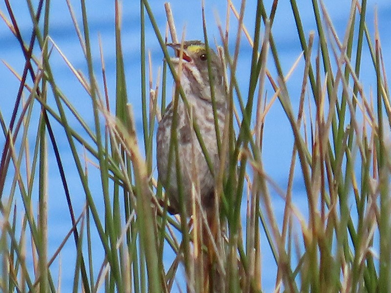 Seaside Sparrow - ML620679437