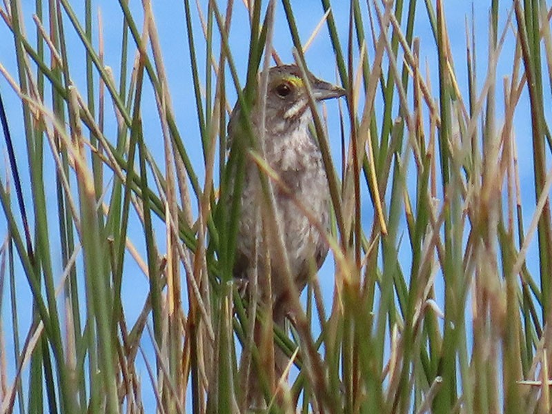 Seaside Sparrow - ML620679438