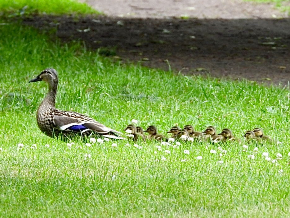 Canard colvert - ML620679441