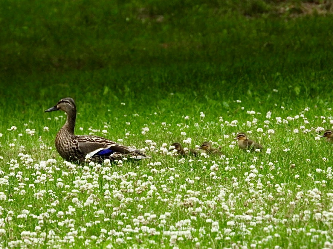 Canard colvert - ML620679442