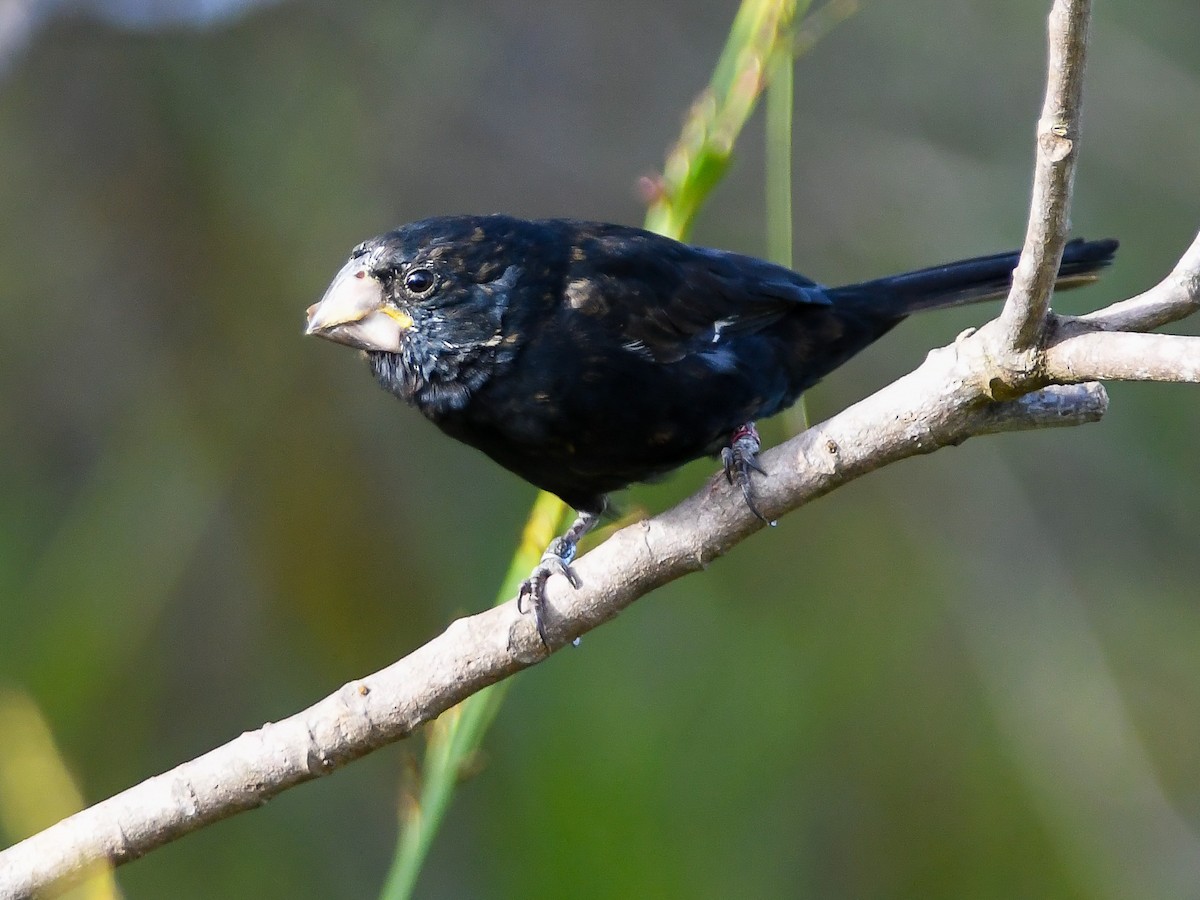 Great-billed Seed-Finch - ML620679445