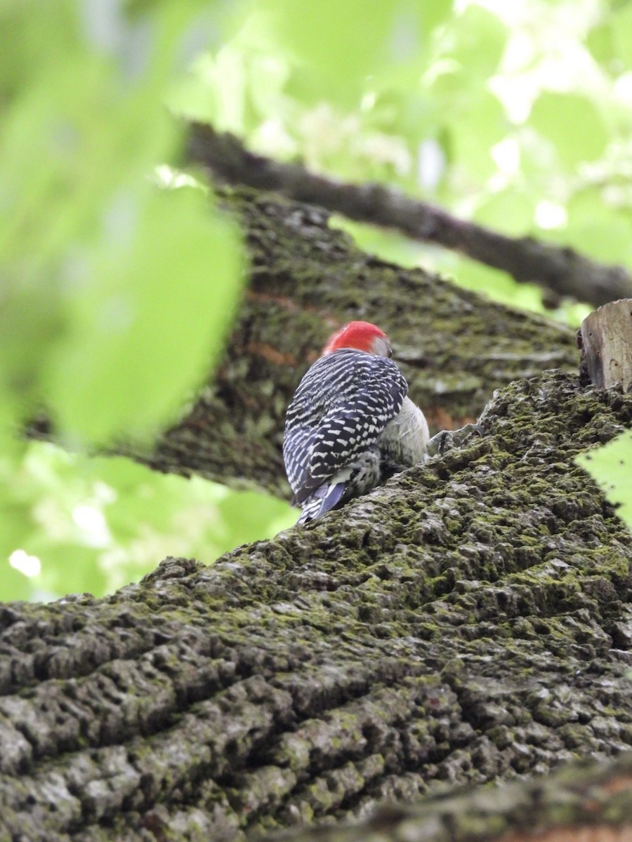 Red-bellied Woodpecker - ML620679452