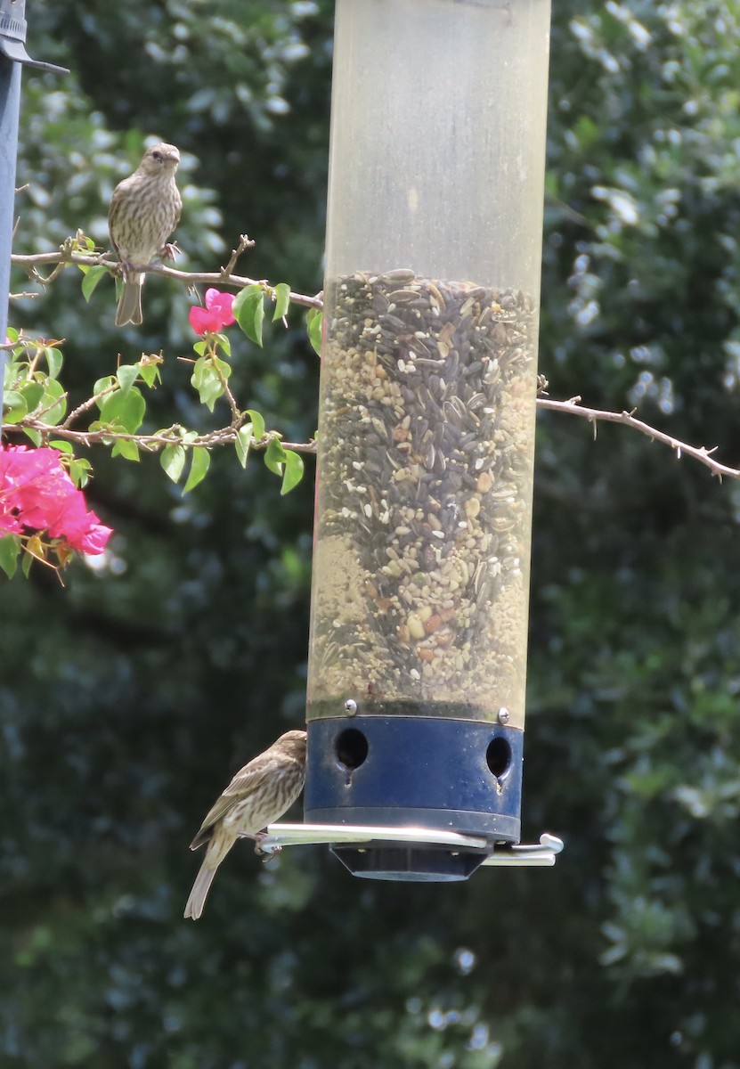 House Finch - ML620679457