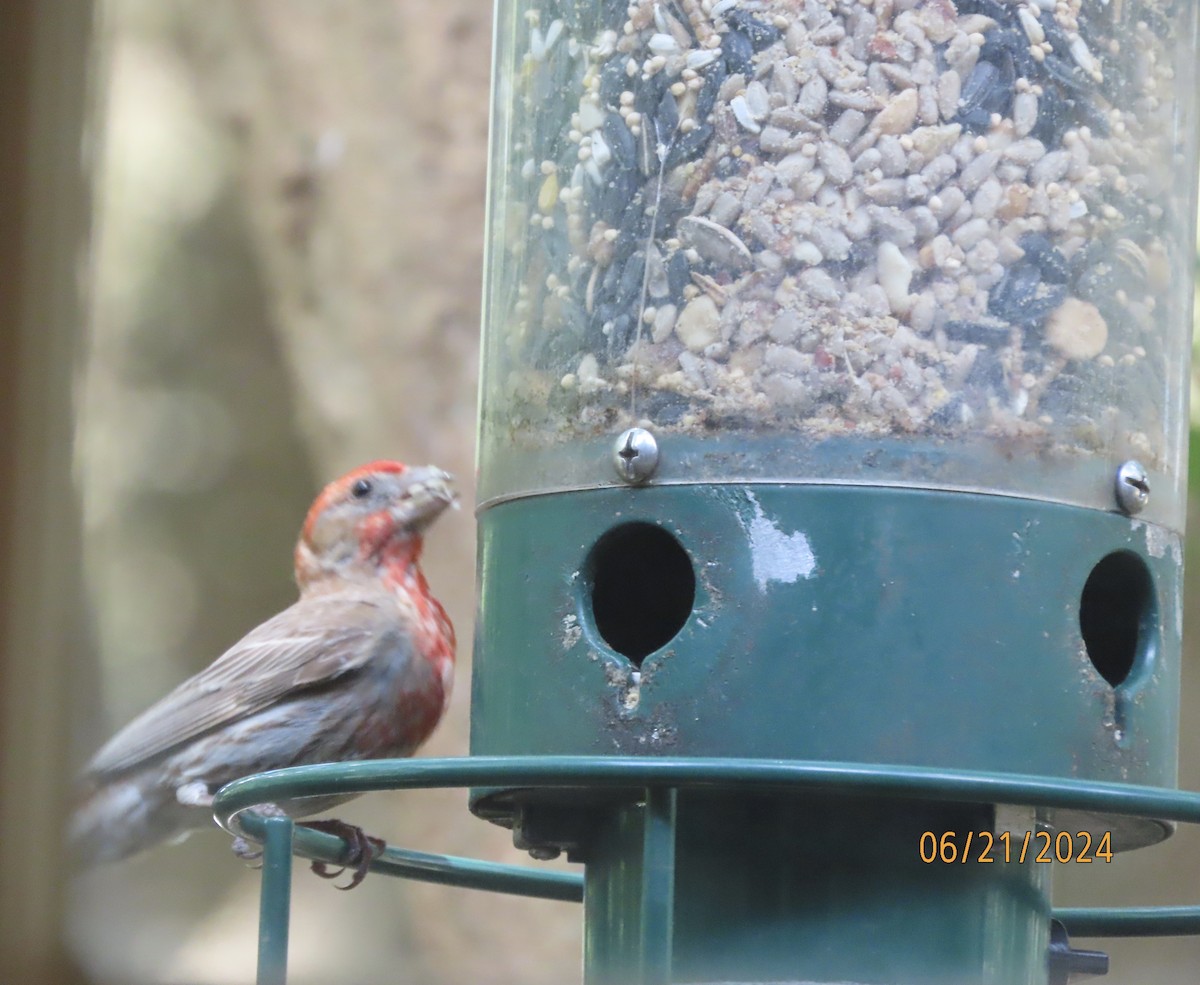 House Finch - ML620679459