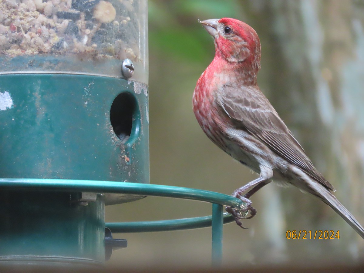 House Finch - ML620679460