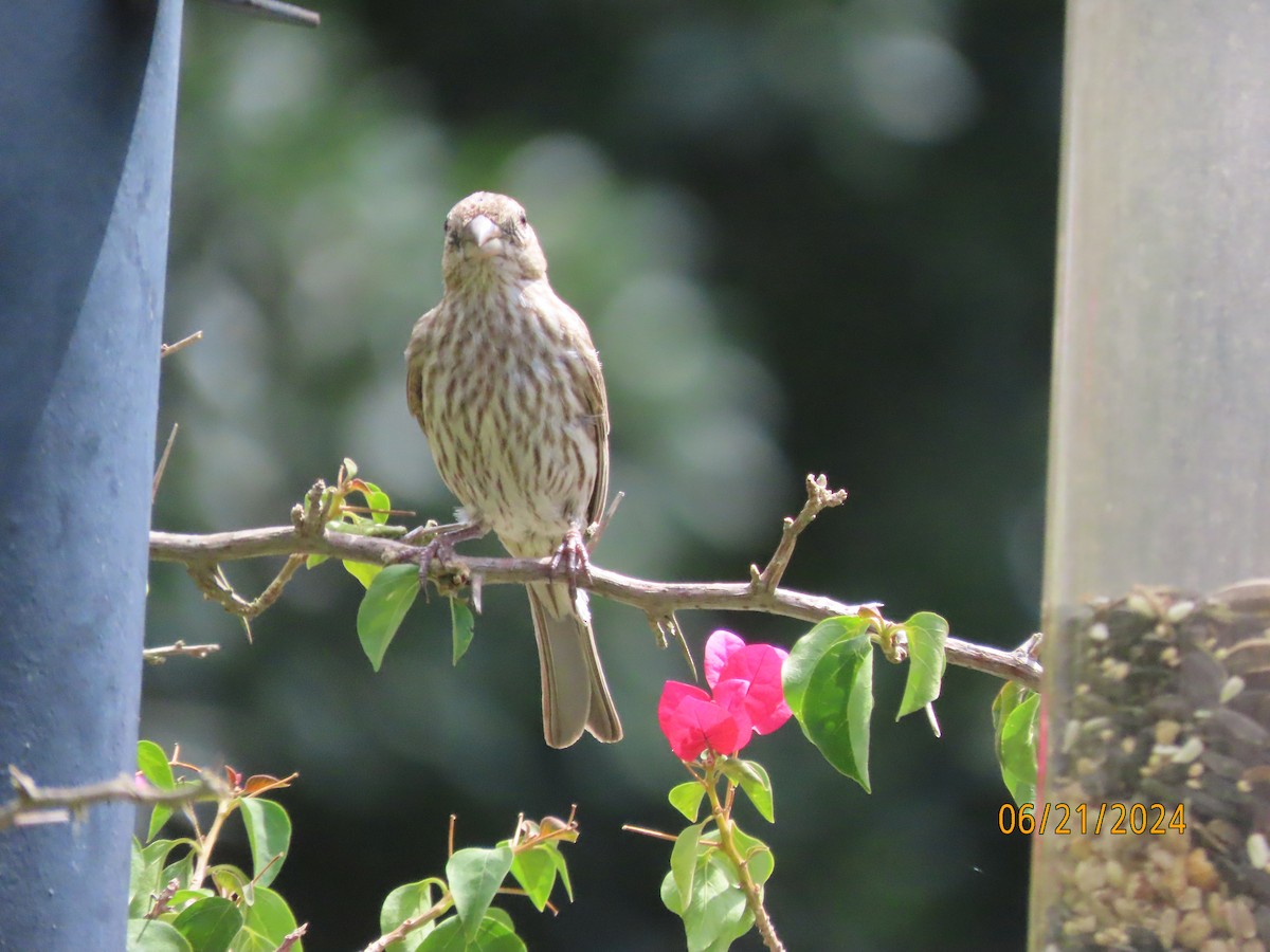 House Finch - ML620679461