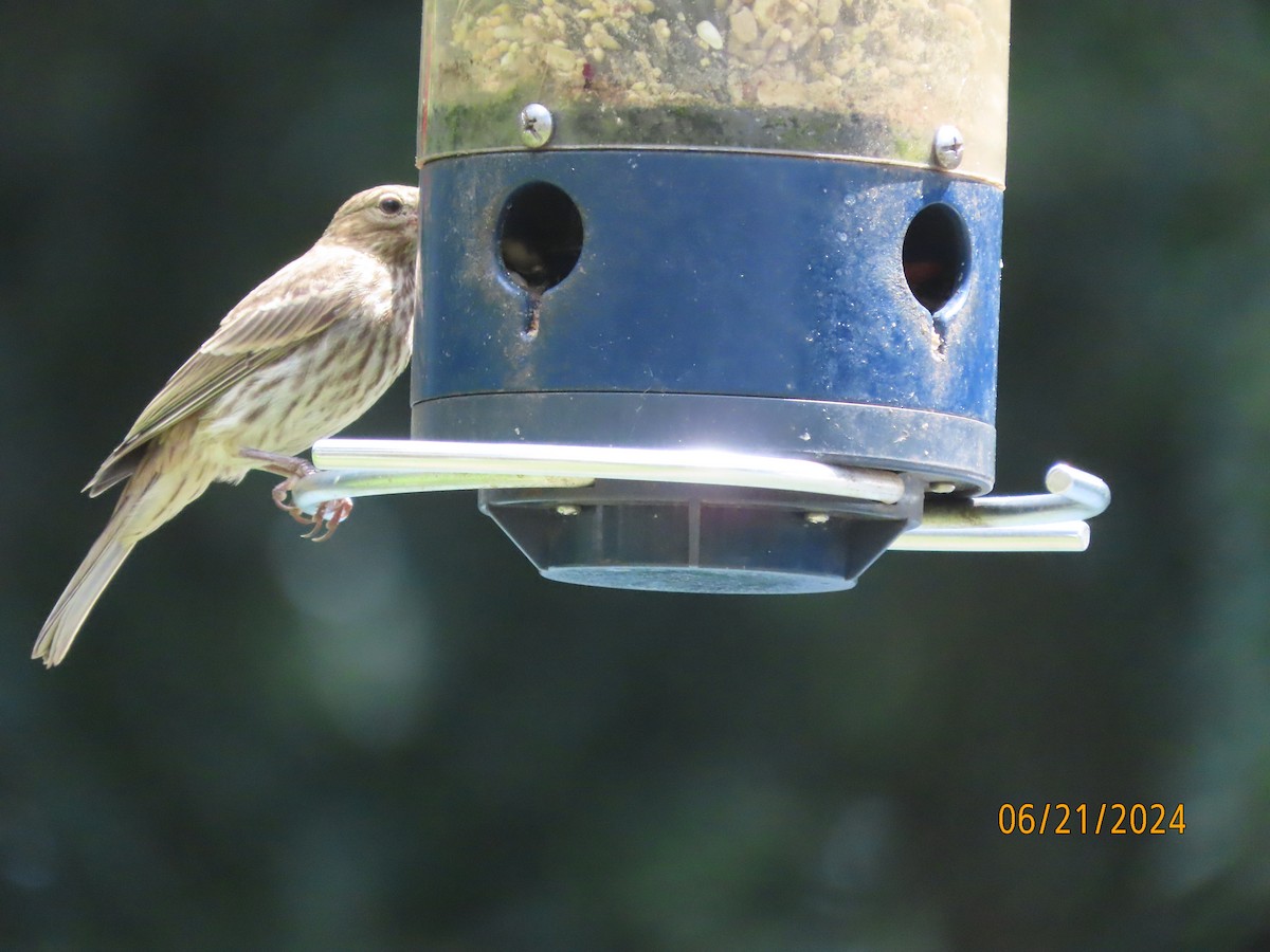 House Finch - ML620679463