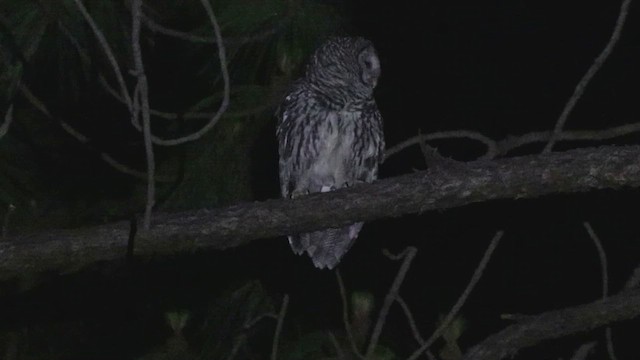 Cinereous Owl - ML620679464