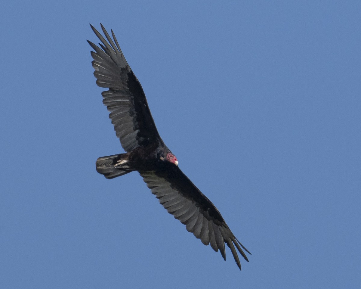 Turkey Vulture - ML620679465