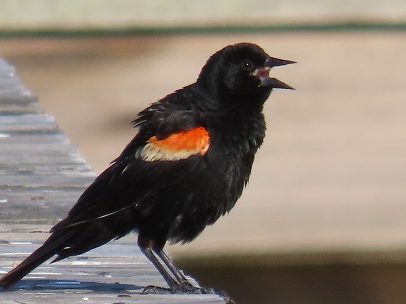 Red-winged Blackbird - ML620679467