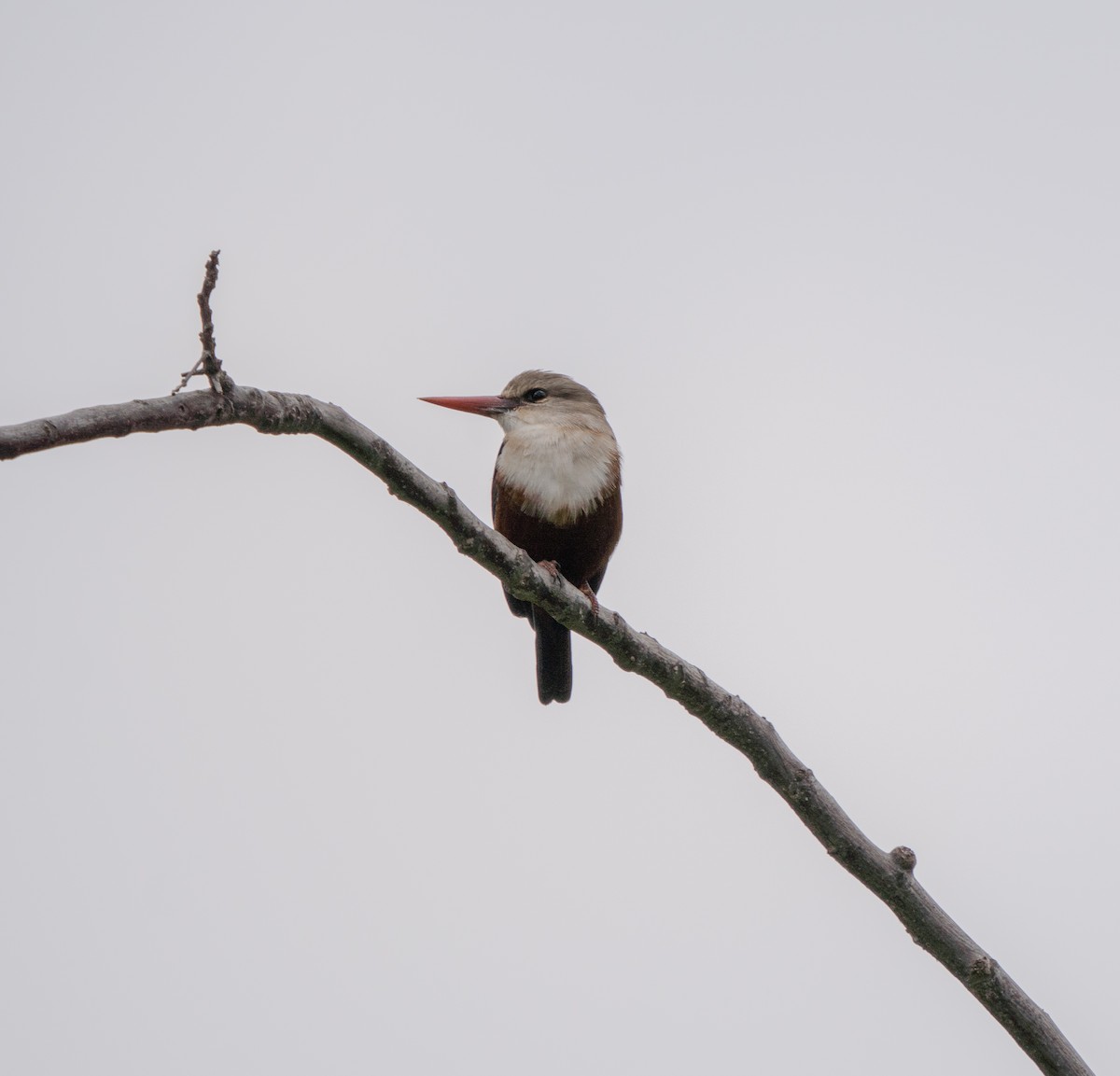 Gray-headed Kingfisher - ML620679470