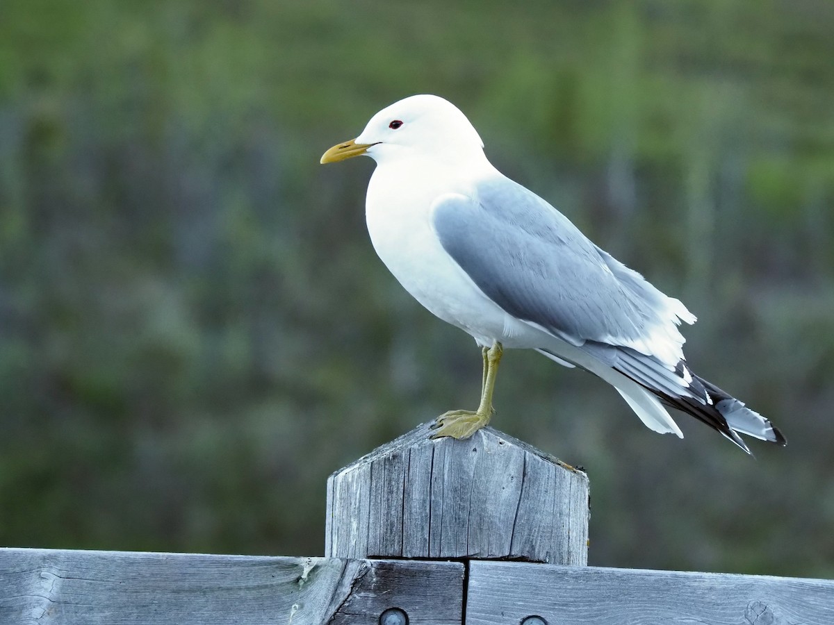 Short-billed Gull - ML620679475