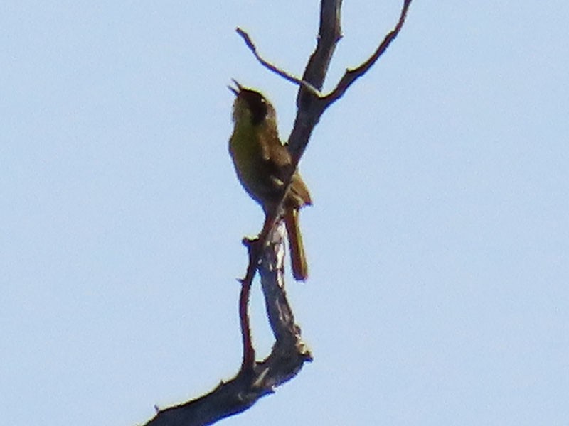 Common Yellowthroat - Karen Lebing