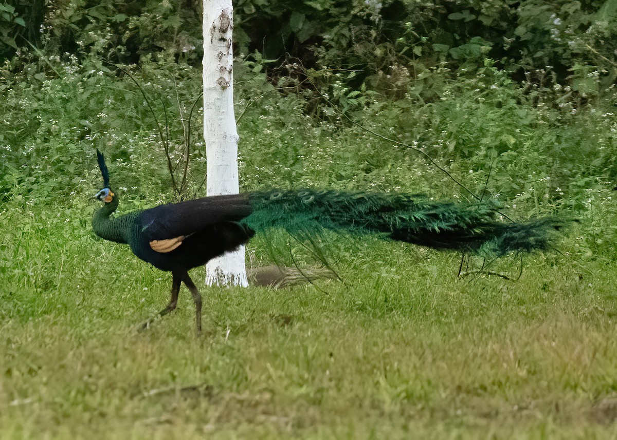 Green Peafowl - ML620679478