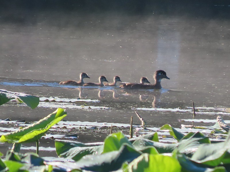 Wood Duck - ML620679480