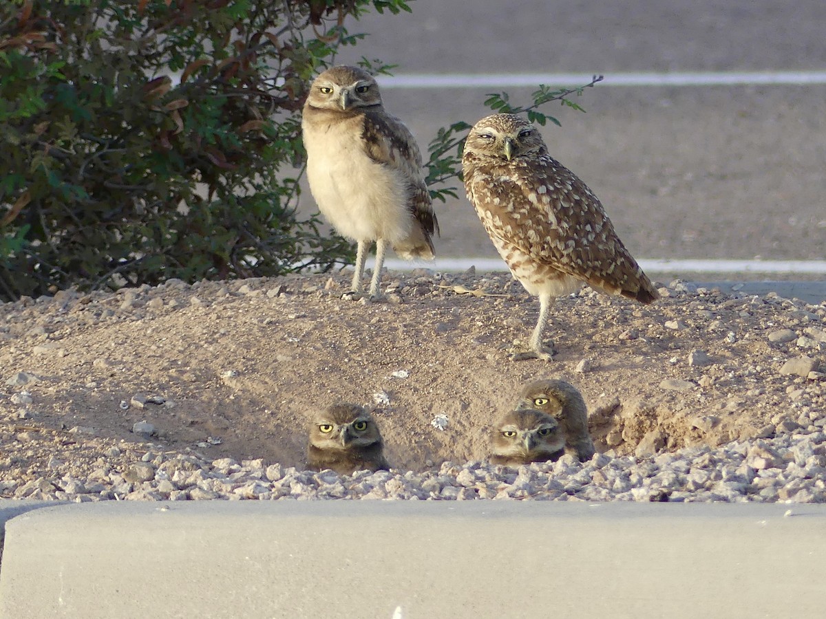 Burrowing Owl - ML620679483