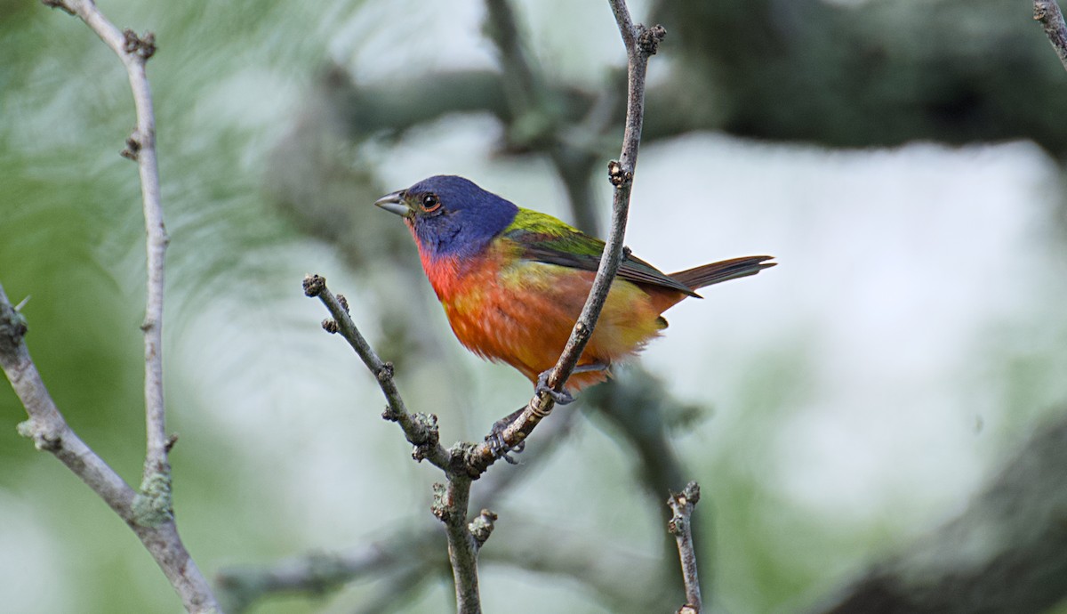 Painted Bunting - ML620679486