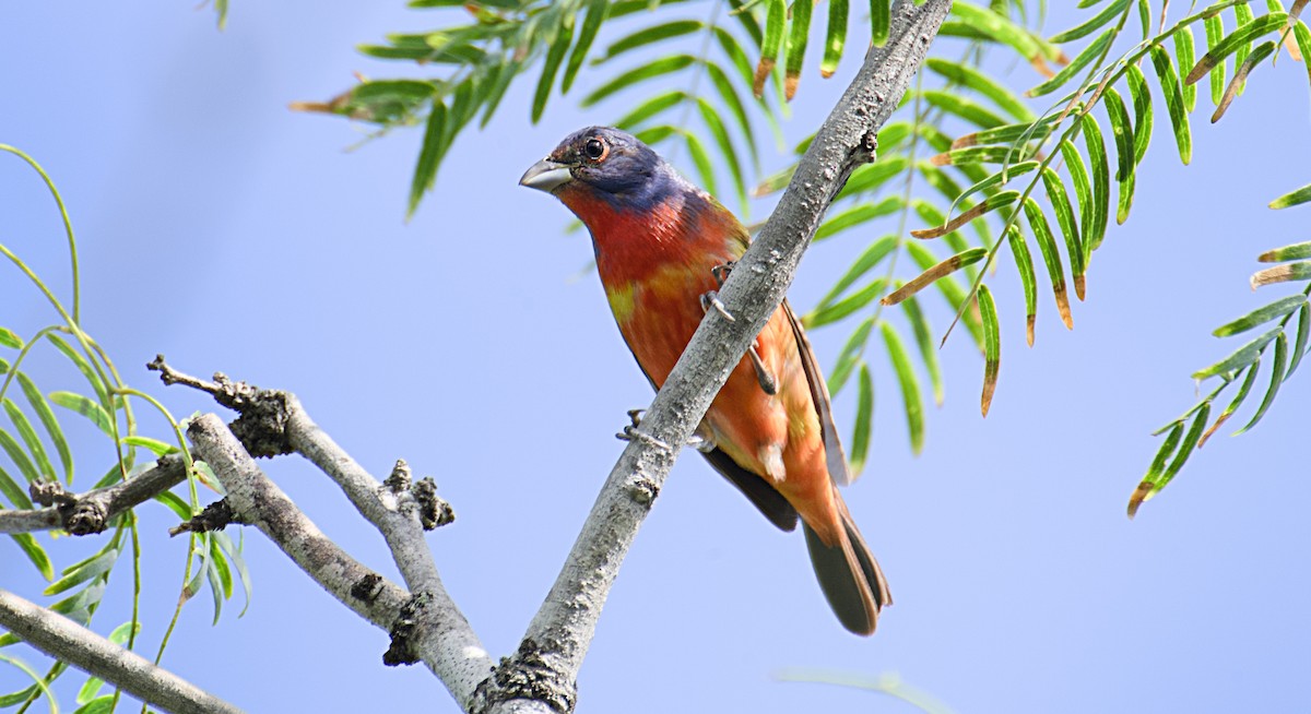 Painted Bunting - ML620679487