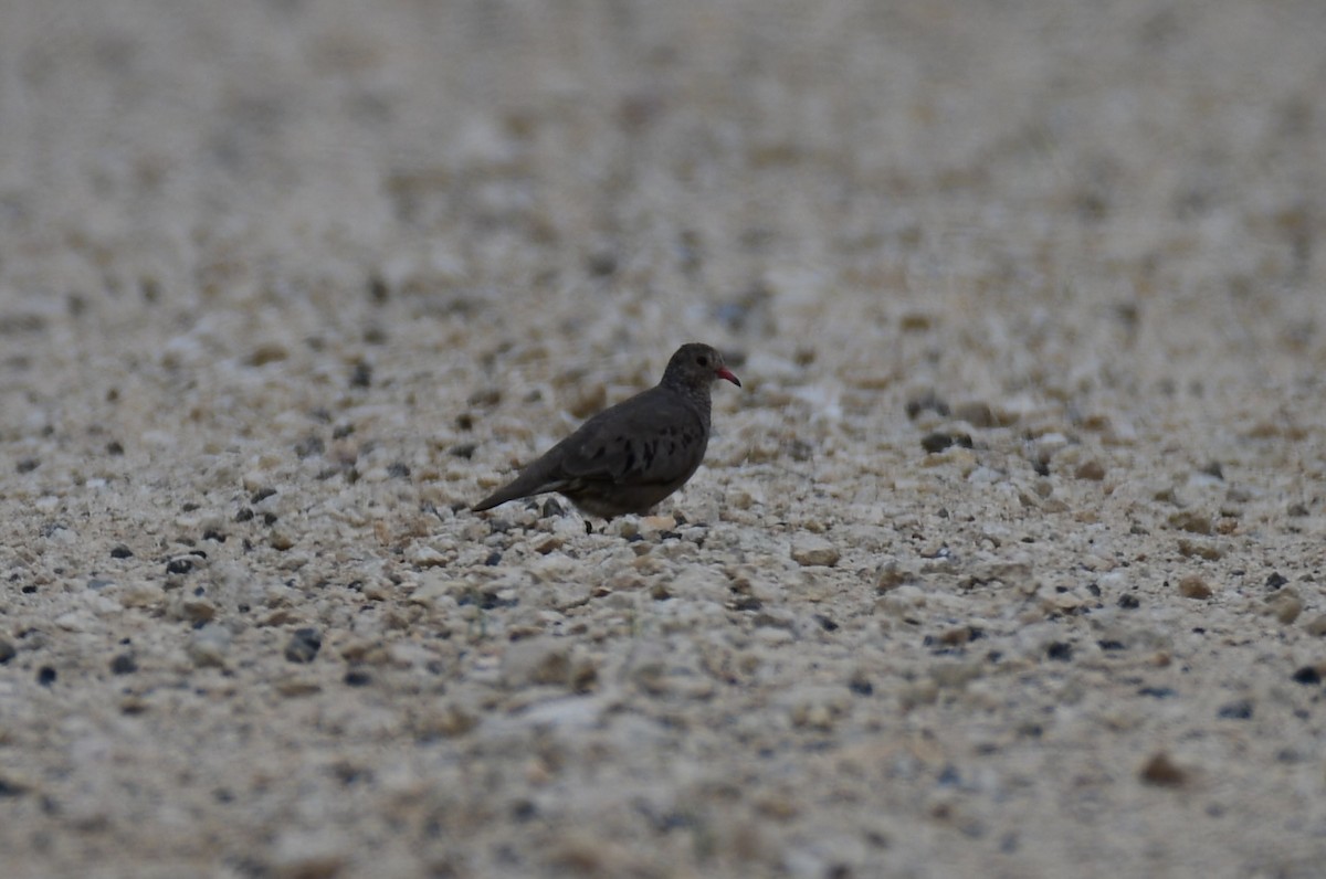 Common Ground Dove - ML620679488