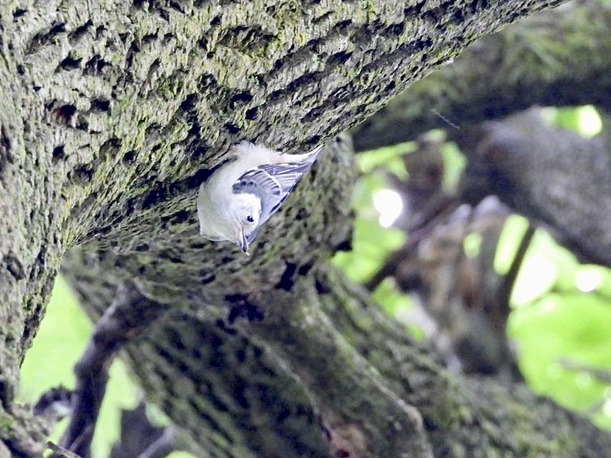 White-breasted Nuthatch - ML620679493