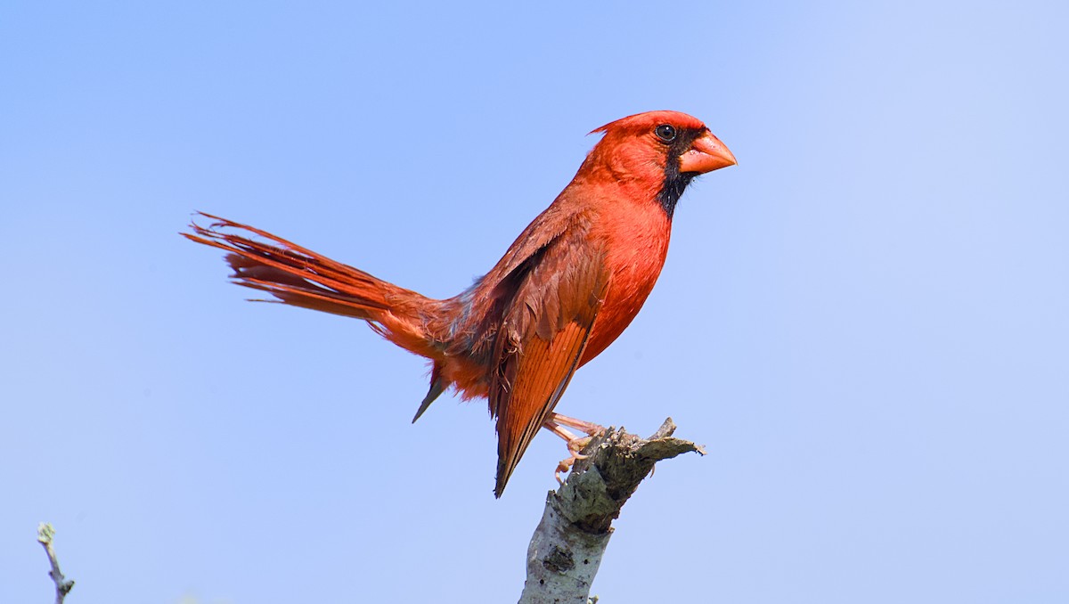 Cardenal Norteño - ML620679496