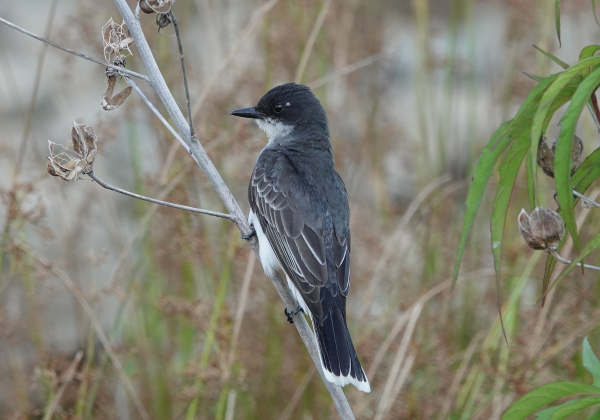 Eastern Kingbird - ML620679497