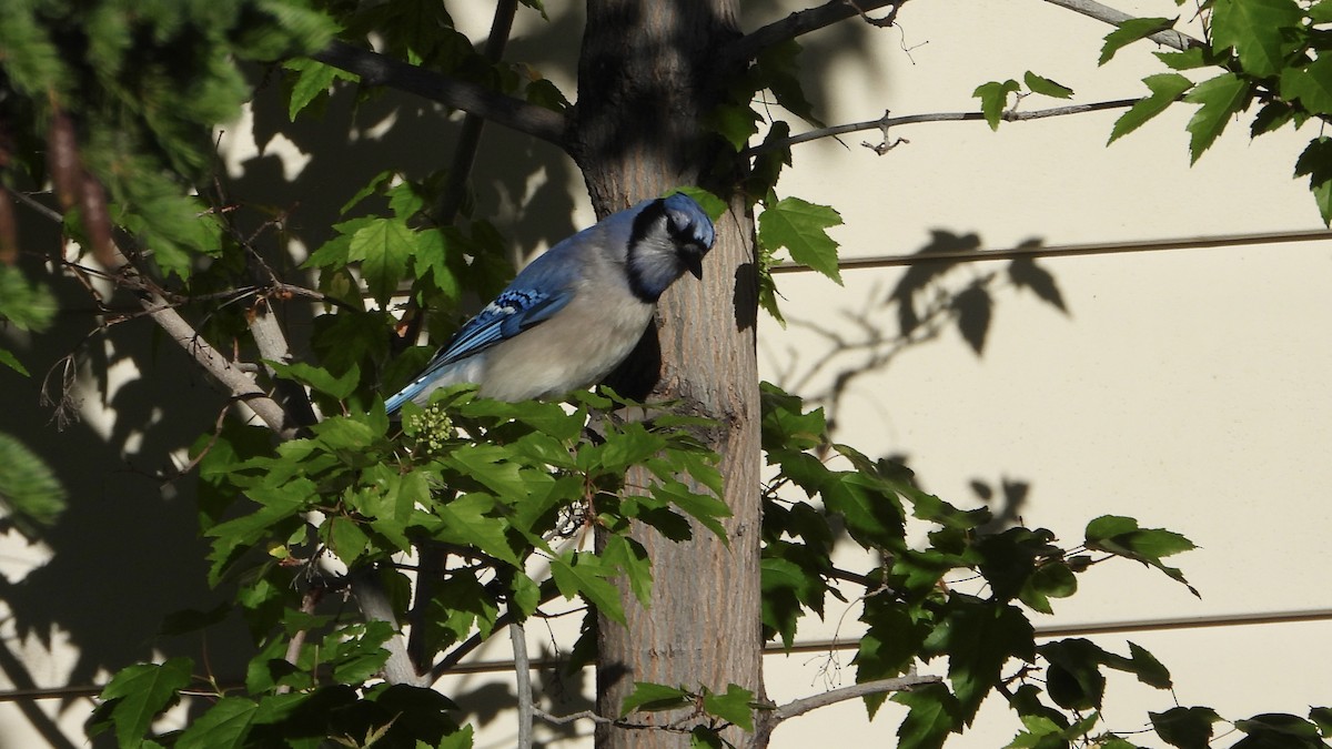 Blue Jay - ML620679498