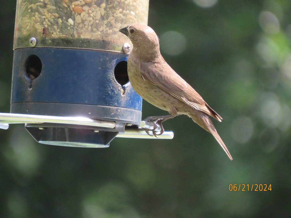 Brown-headed Cowbird - ML620679499