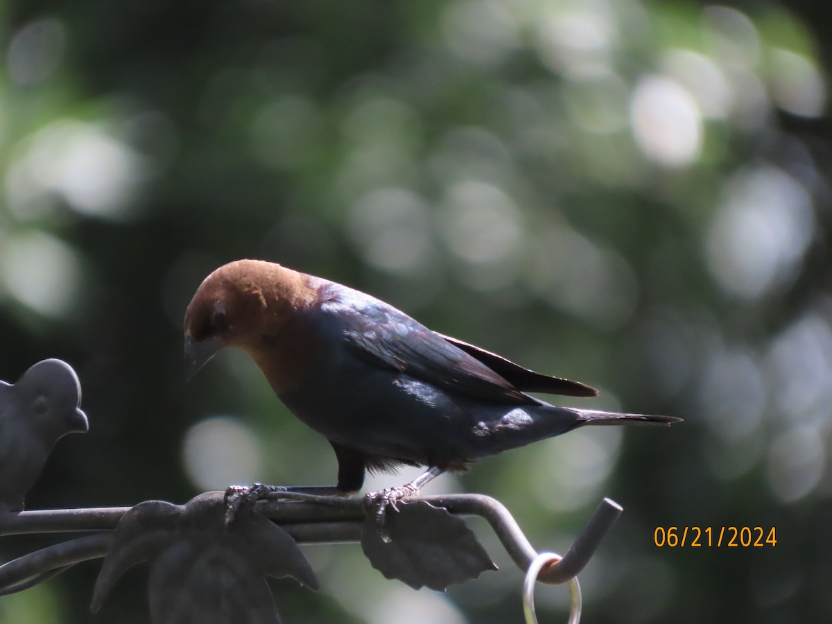 Brown-headed Cowbird - ML620679500