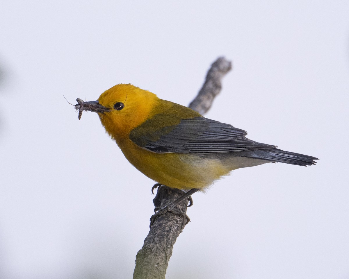 Prothonotary Warbler - ML620679503