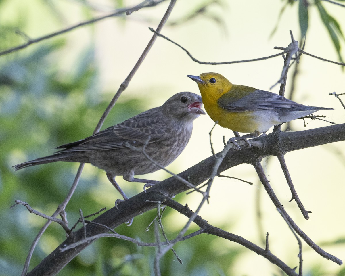 Prothonotary Warbler - ML620679505