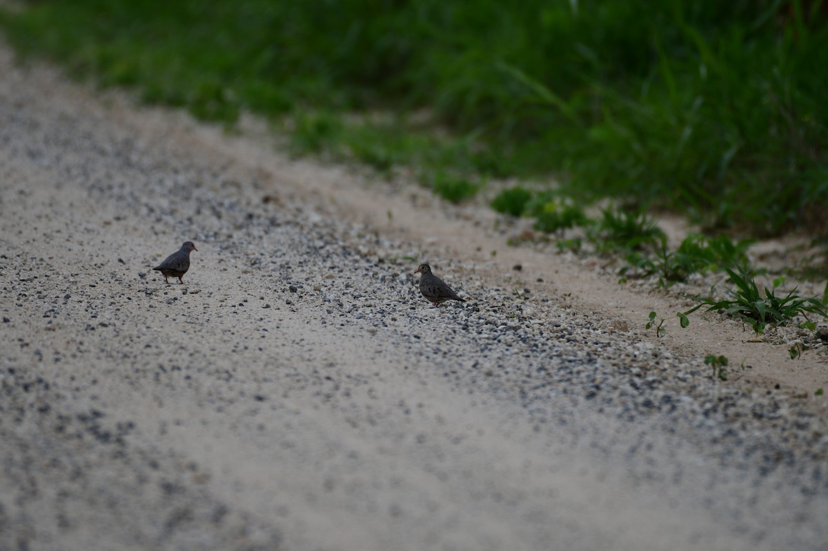 Common Ground Dove - ML620679506